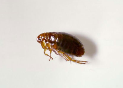Pest Control Service Near Me USA | Instant Solution