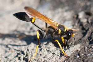 Exterminator near me | How to Get Rid of Wasp & Hornets -