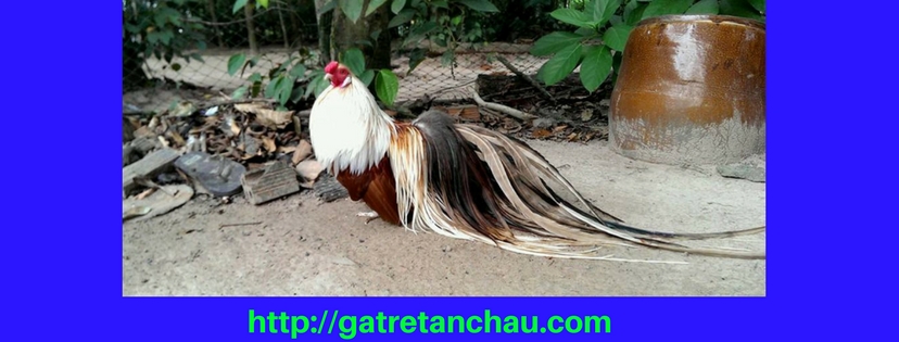 Mua Gà Tre Tân Châu Ở Đâu Uy Tín Nhất? http://gatretanchau.com