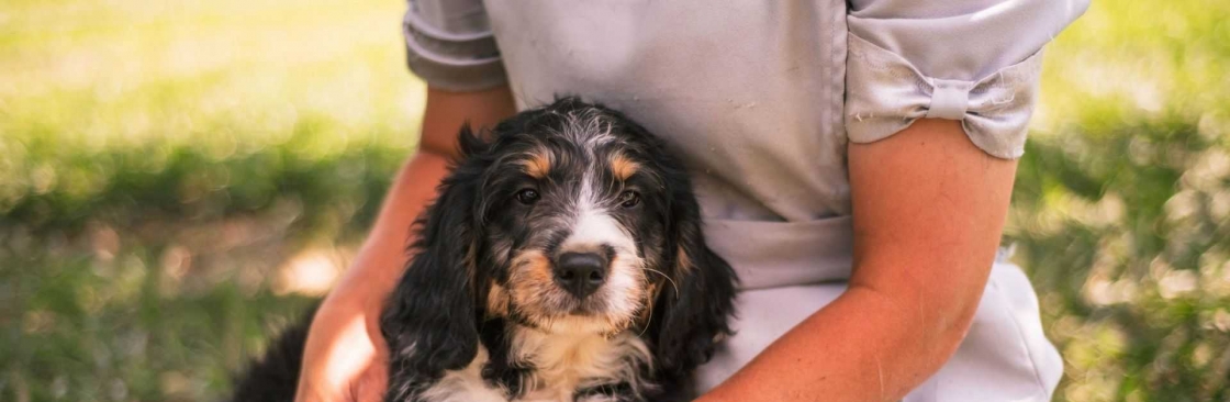 Pleasant Creek Mini Bernedoodles Cover Image