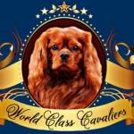 World Class Cavaliers LLC profile picture