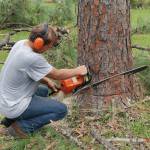 Stumps and Trees Pty Ltd Trees Pty Ltd Profile Picture