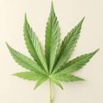 My Marijuana Cards Profile Picture