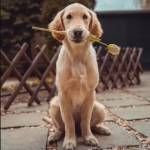 All Star Pups Profile Picture