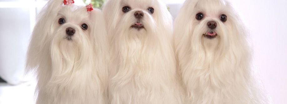 Premium Pet House Cover Image