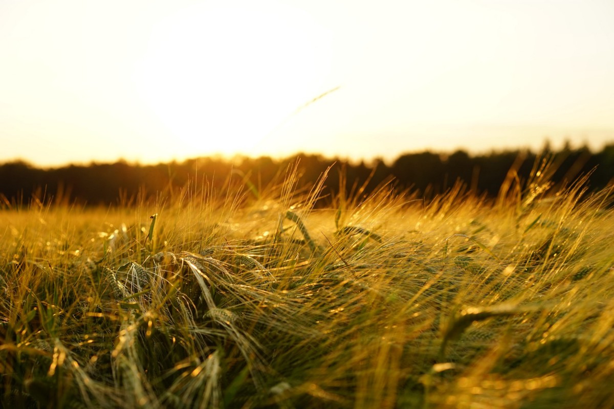 How Regenerative Agriculture Study Helps Farmers?