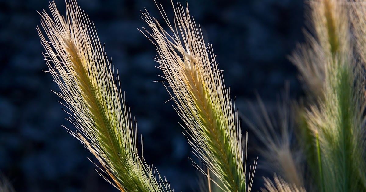 Saving our environment with Regenerative Farming Practices