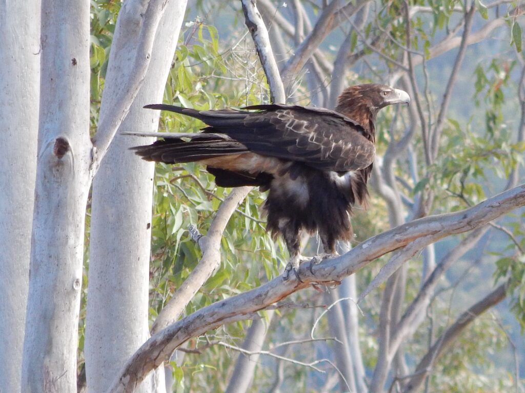 Visit birdwatching sites in Australia if you are a nature enthusiast. You won’t be disappointed