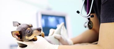 Veterinary API Market Size, Share, Trends and Revenue Forecast, 2028 | MarketsandMarkets