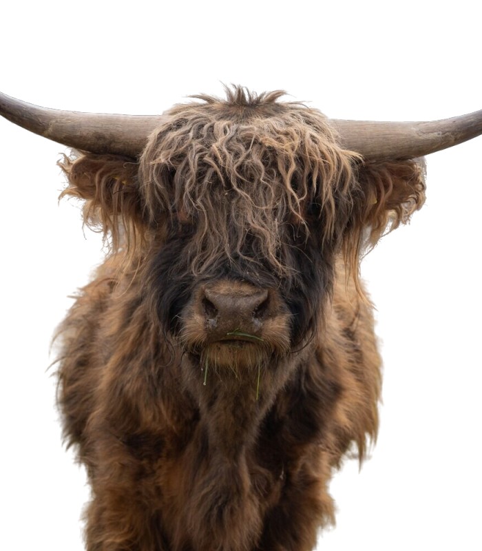 Micro Mini highland Cow - Mini Highland Cows For Sale