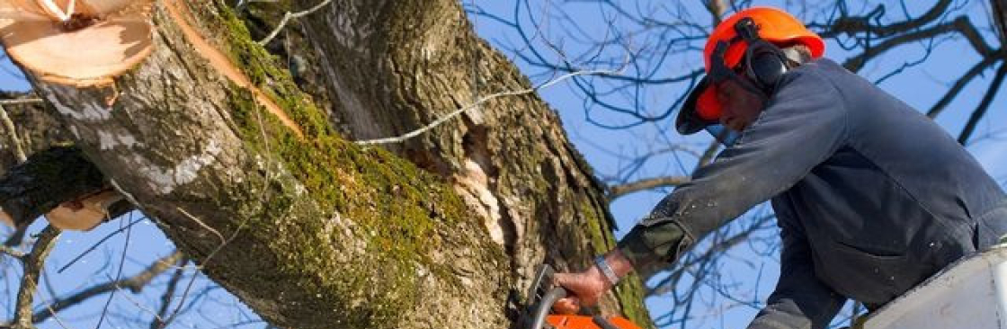 Top Point Tree Cover Image