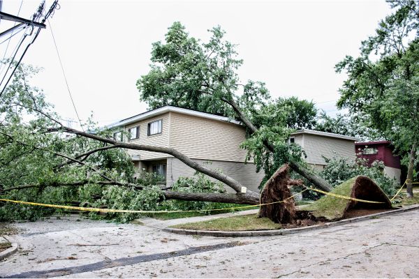 My Neighbor's Tree Fell on My Property - What to Do Next