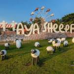 Pattaya Sheep Farm Profile Picture