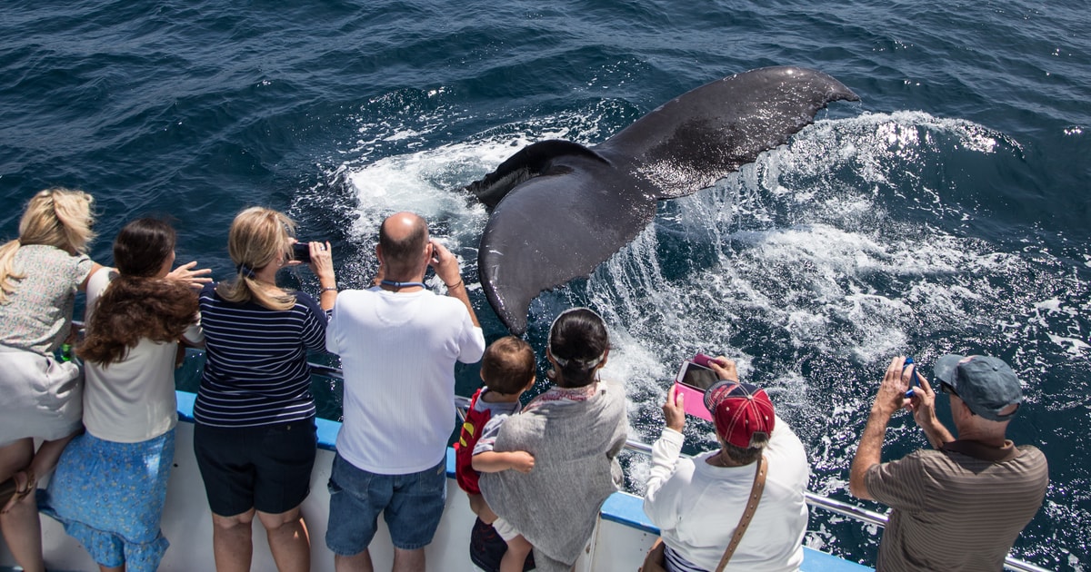 Experience Whale Watching and Comfortable Stays in Nilaveli with Diving Guru – Divin Guru