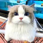 pet md Profile Picture