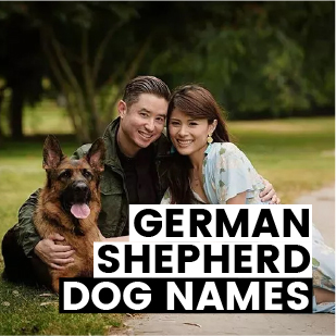 200+ German Shepherd Dog Names [Strong & Unique Picks]
