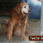 Wagalong Petcare Profile Picture