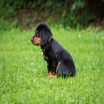 Hond Buddy profile picture