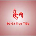 Đá gà trực tiếp profile picture