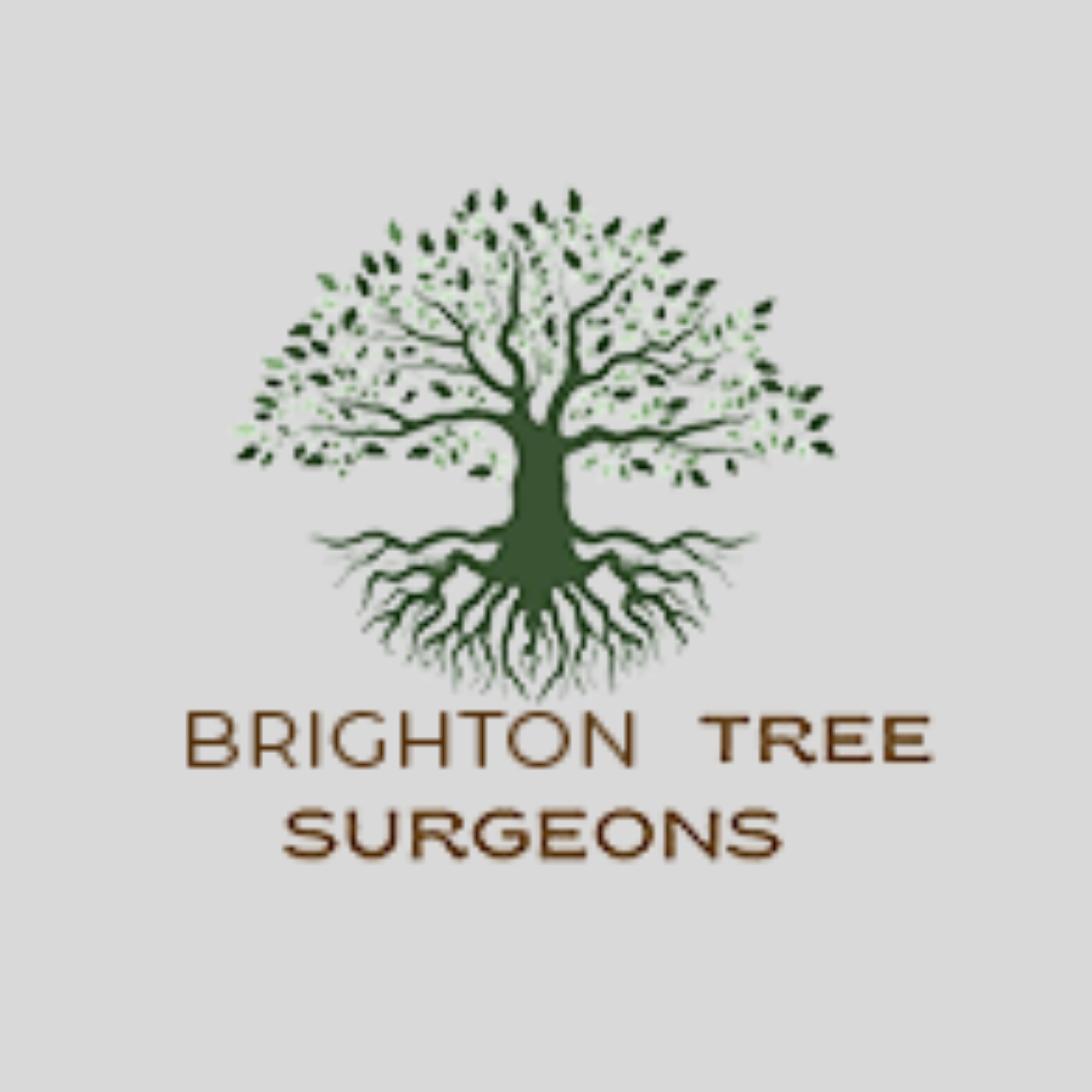 Brighton Tree Surgeon Profile Picture