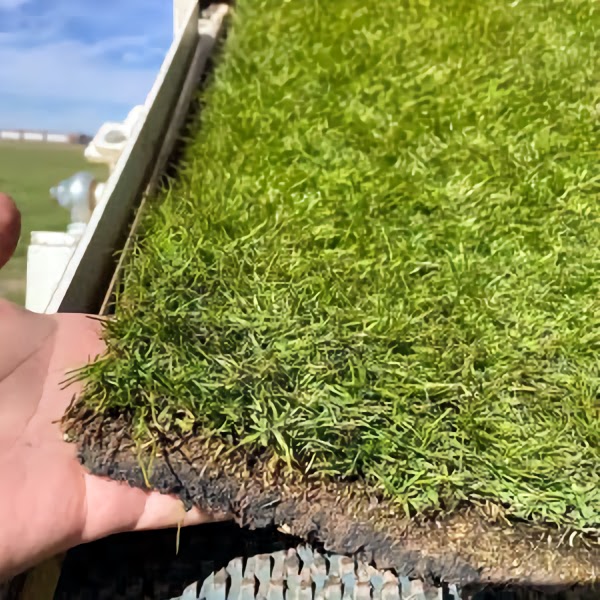 Sod Delivery Las Vegas And Surrounding Areas Cover Image